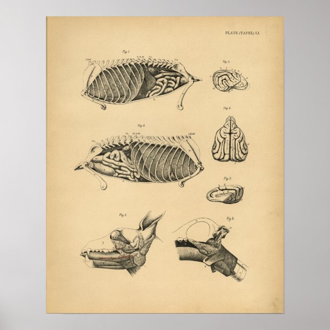 Hunde interne Organanatomie 1908 Vintag drucken Poster (Vorne)