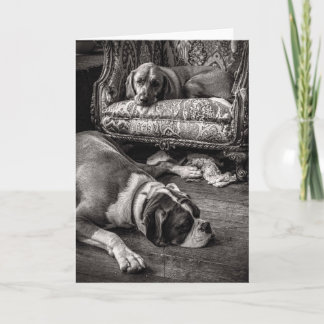 Hunde-Karte kaufen Karte