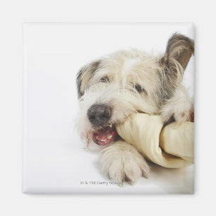 Hunde Kauen auf dem Rohbeinknochen Magnet