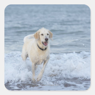 Hunde laufen im Wasser am Strand. Quadratischer Aufkleber