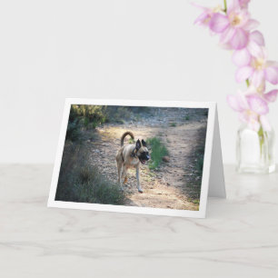 Hunde laufen und springen karte