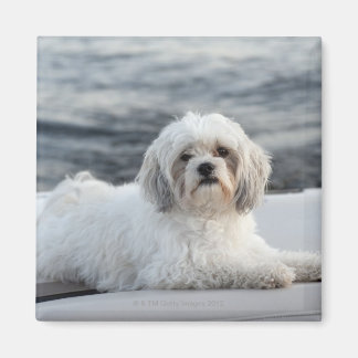 Hunde legen am Wasser Magnet