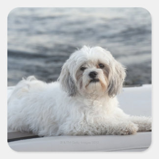 Hunde legen am Wasser Quadratischer Aufkleber