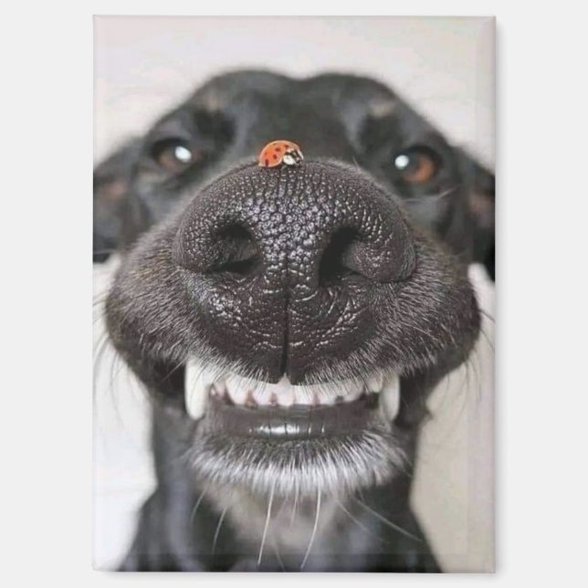 Hunde Liebe... Magnet (Vorderseite)