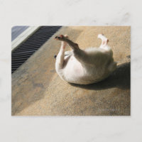 Hunde liegen auf dem Boden