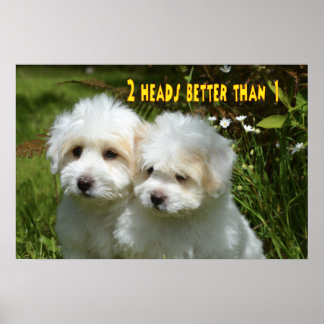 Hunde Meme Hunde Meme Humorere Fotos Poster