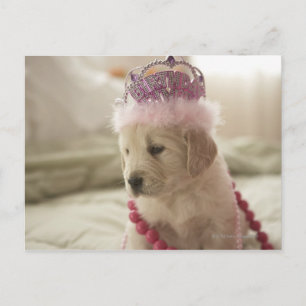 Hunde mit Dekoration auf dem Bett Postkarte