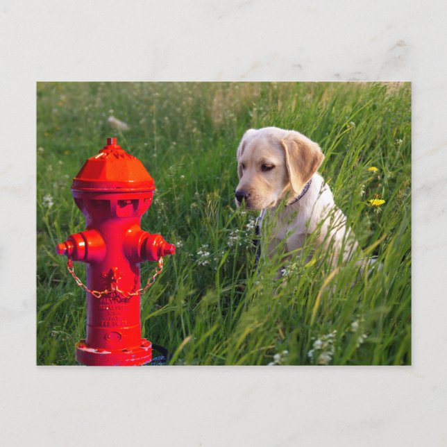 Hunde mit Feuerlöschmittel Postkarte (Vorderseite)