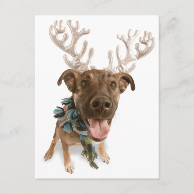 Hunde mit Geweih Postkarte (Vorderseite)