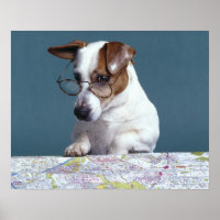 Hunde mit Lesebrille, die Karte studiert