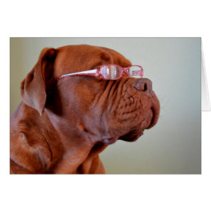 Hunde mit rosa Augenbrille