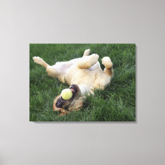 Hunde mit Tennisball auf dem Gras liegen Leinwanddruck