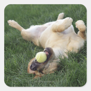 Hunde mit Tennisball auf dem Gras liegen Quadratischer Aufkleber