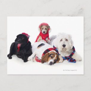 Hunde mit Winterzubehör Postkarte