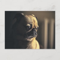 Hunde Mops Welpe Haustier Hausrinde reinrassig