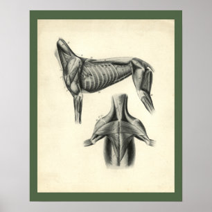 Hunde-Muskel-Tierärztliche Anatomie-Druck Poster