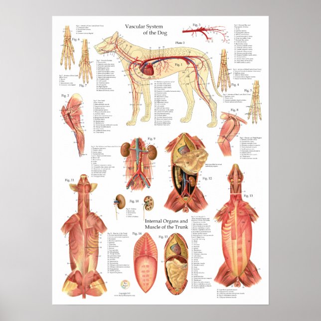 Hunde Muskeln Arterien Anatomie Diagramm Poster (Vorne)