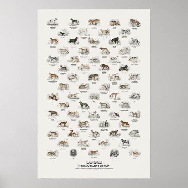 Hunde - Naturalist's Library Poster (Vorne)