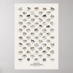 Hunde - Naturalist's Library Poster