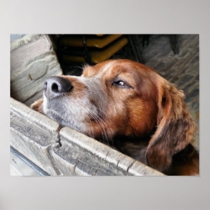 HUNDE POSTER