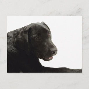 Hunde Postkarte