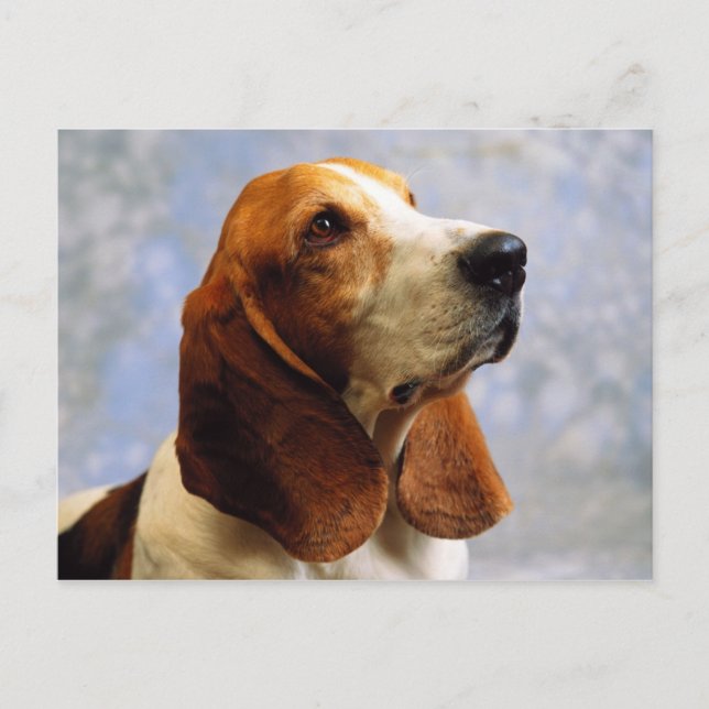 Hunde Postkarte (Vorderseite)