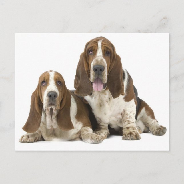 Hunde Postkarte (Vorderseite)
