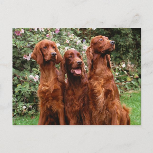 Hunde Postkarte (Vorderseite)