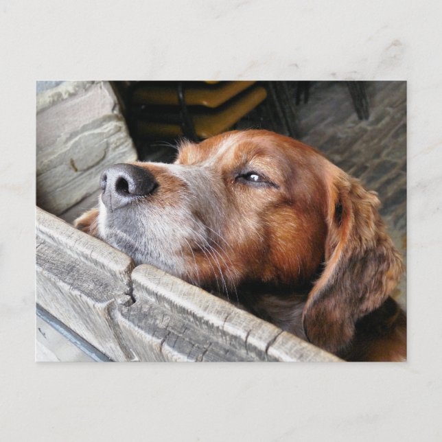 HUNDE POSTKARTE (Vorderseite)