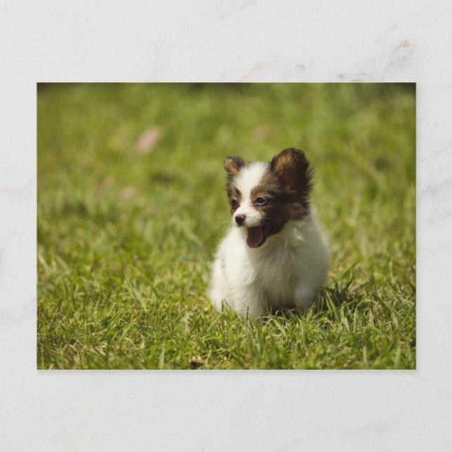 Hunde Postkarte (Vorderseite)