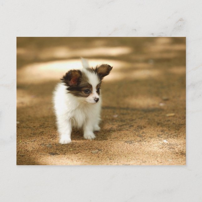 Hunde Postkarte (Vorderseite)