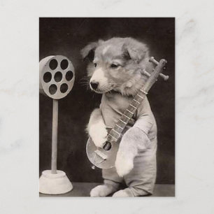 Hunde-Radio-Star Postkarte