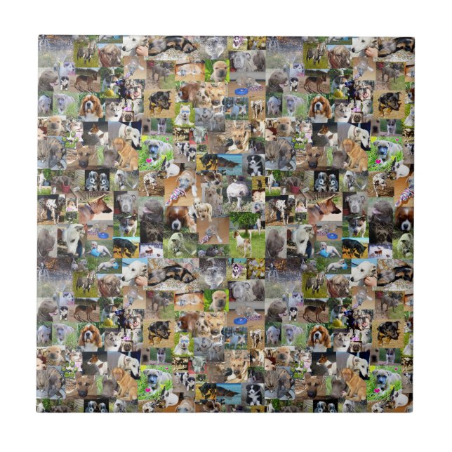 Hunde-Rassen-FotoCollage, Fliese (Vorderseite)