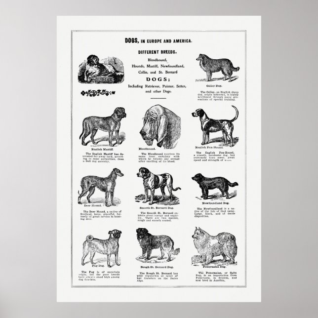 Hunde Rassen Poster (Vorne)