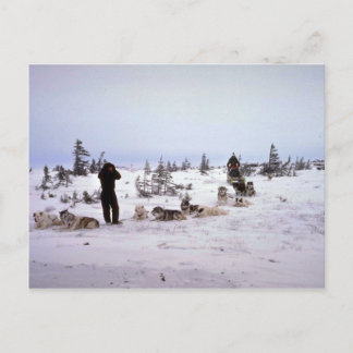 Hunde ruhen, Churchill, Manitoba Postkarte