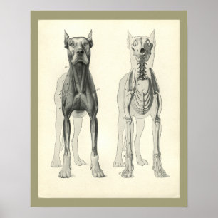 Hunde-Schädel-Beine-Skelett-Muskel-Anatomie-Druck Poster