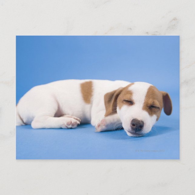 Hunde schlafen postkarte (Vorderseite)