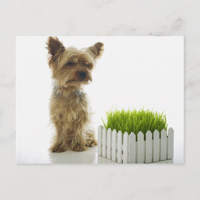 Hunde schnüffeln Nachbargarten Postkarte (Vorderseite)