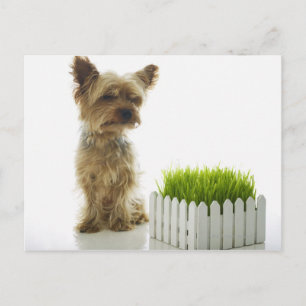 Hunde schnüffeln Nachbargarten Postkarte