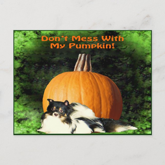 Hunde schützen großen Pumpkin Postkarte (Vorderseite)