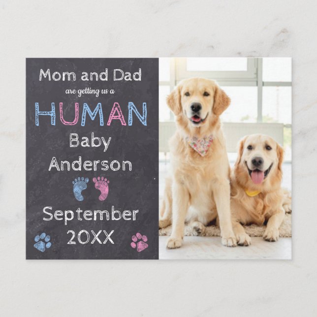 Hunde Schwangerschaft Ankündigung Postkarte (Vorderseite)