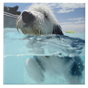 Hunde Schwimmen in einem Pool Fliese