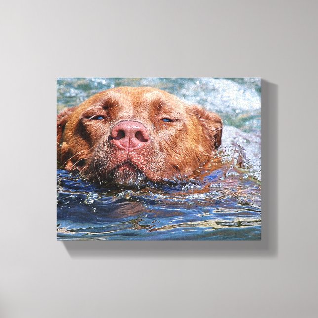 Hunde schwimmen leinwanddruck (Vorderseite)