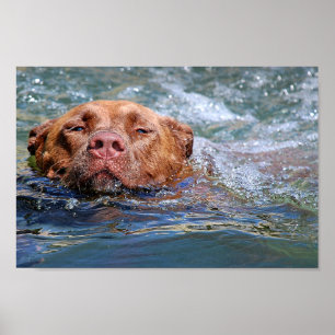 Hunde schwimmen poster