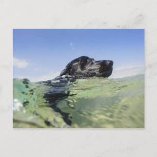 Hunde schwimmen postkarte