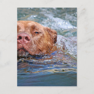 Hunde schwimmen postkarte
