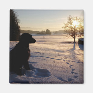 Hunde-Silhouette in Snowy Landschaft Magnet