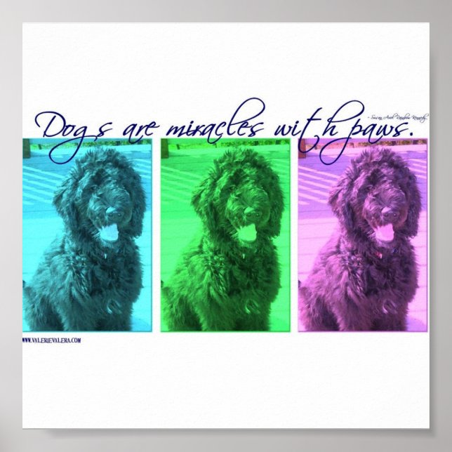Hunde sind Wunder mit Paws Poster (Vorne)