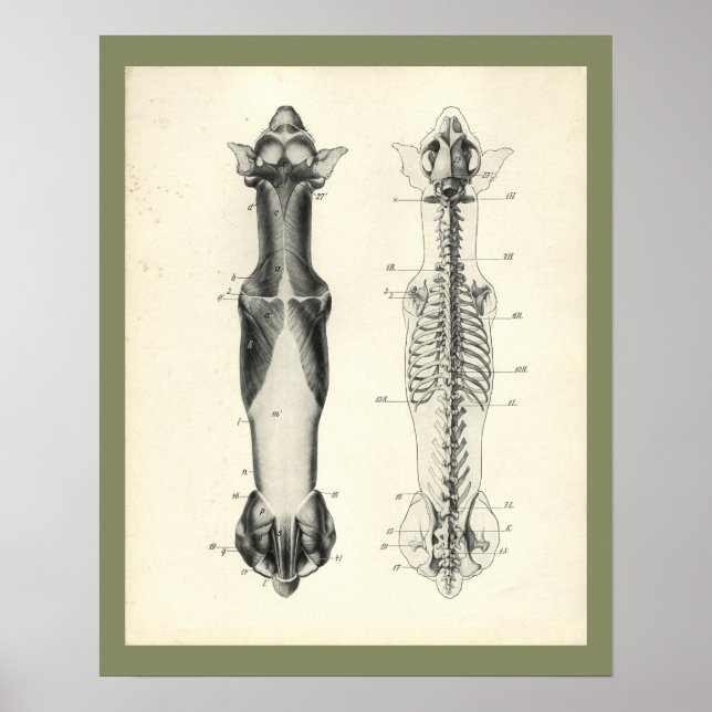 Hunde Skelett Wirbelsäule Muskeln Anatomie Druck Poster (Vorne)