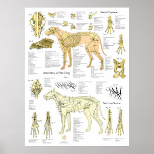 Hunde Skelettnerven Anatomie Diagramm Poster